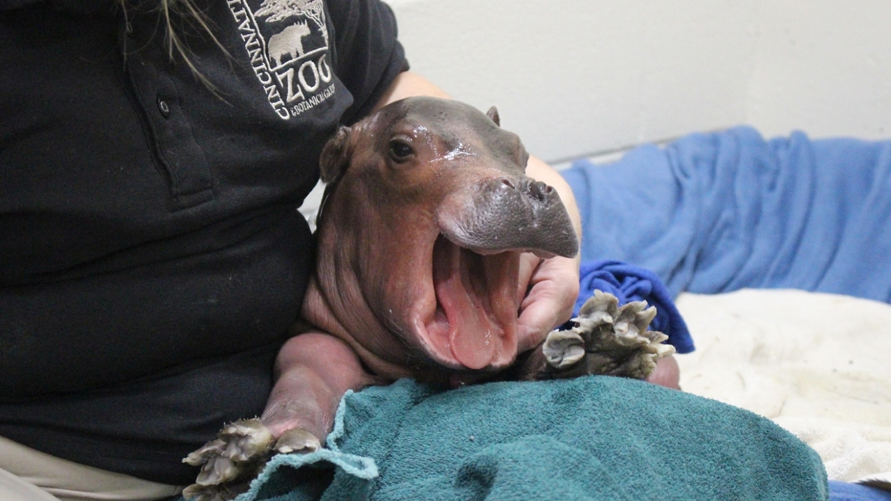 Cincinnati Zoo's premature hippo continues to get stronger