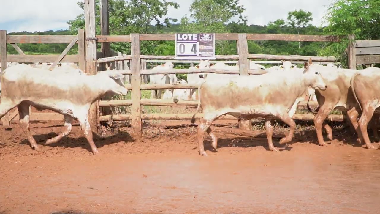 LOTE O4 39 VACAS NELORE PRENHAS