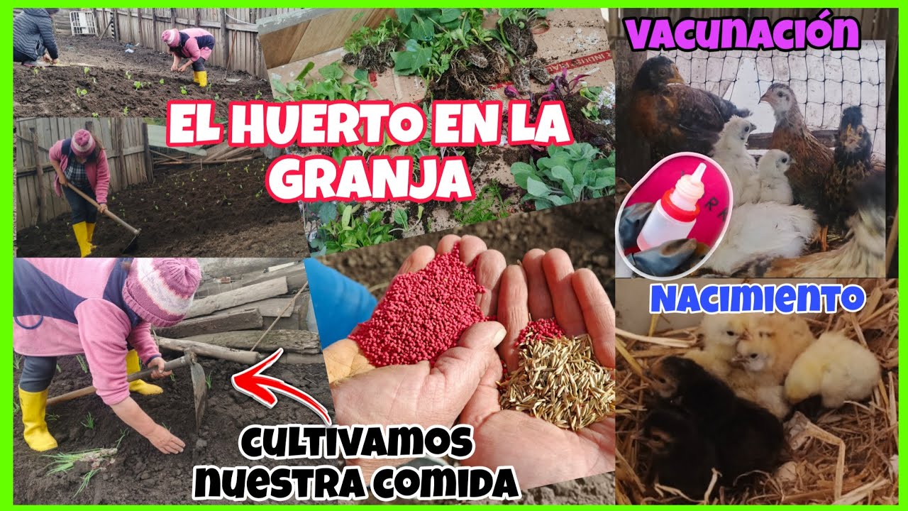 Por fin tenemos nuestro HUERTO🧅🫛🥦...Un día de vacunación, nacimientos y siembra