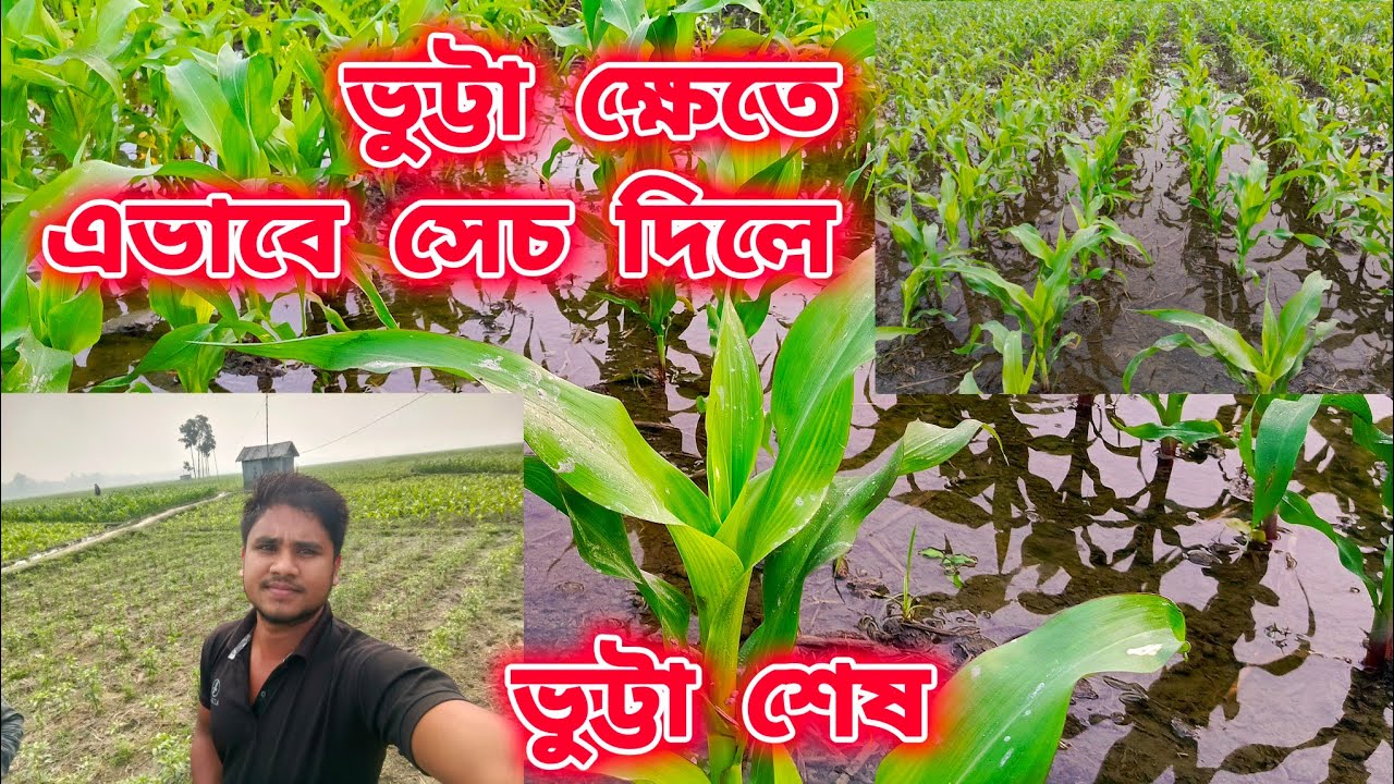 ভুট্টায় প্রথম সেচ এভাবে দিলে ভুট্টা শেষ। ভুট্টা ক্ষেতে প্রথম সেচ কিভাবে দেবেন!! জেনে নিন।