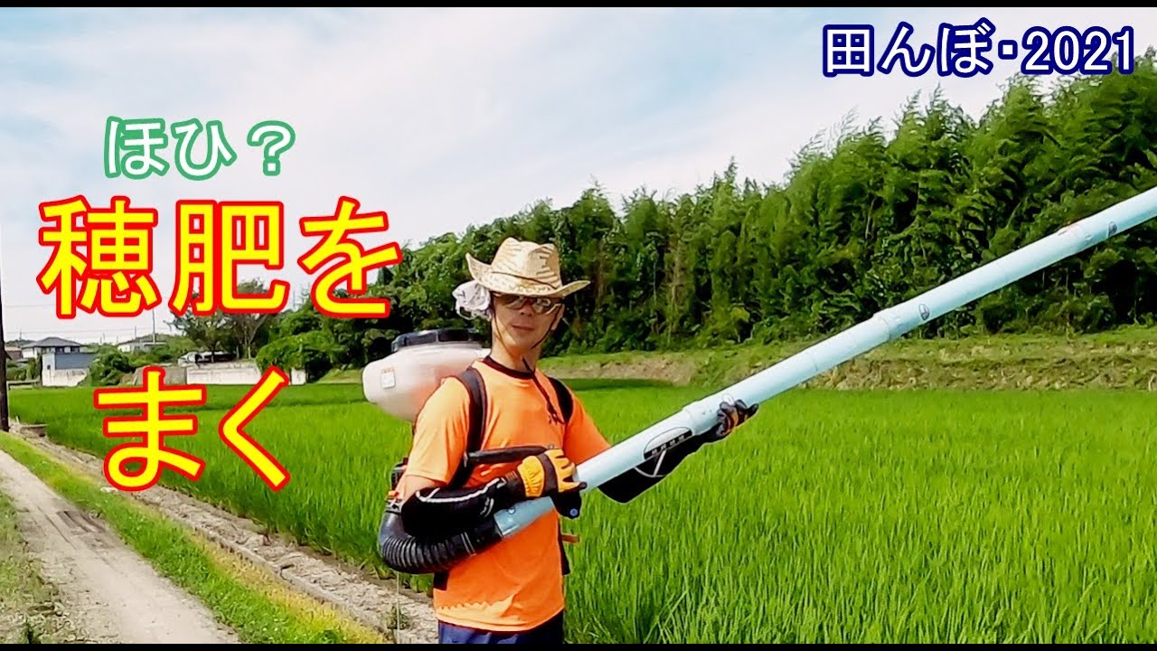 田植え後63日 穂肥(17-0-17)を追肥しました　田んぼ・2021