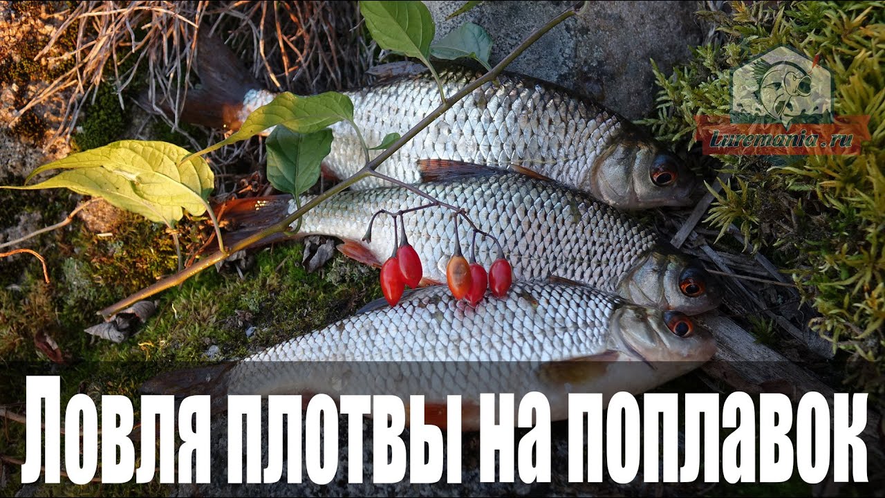 Ловля плотвы на поплавок осенью на вдхр: Рыболовный дневник