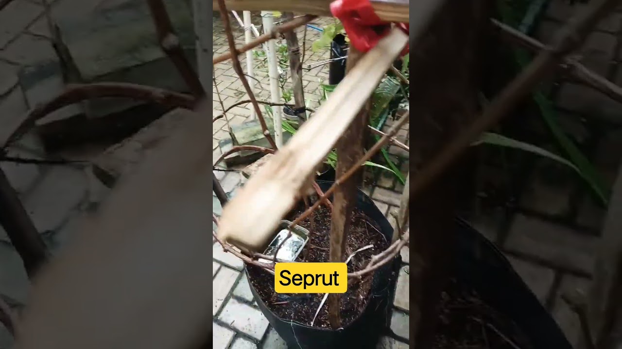 abis pangkas total seprut 