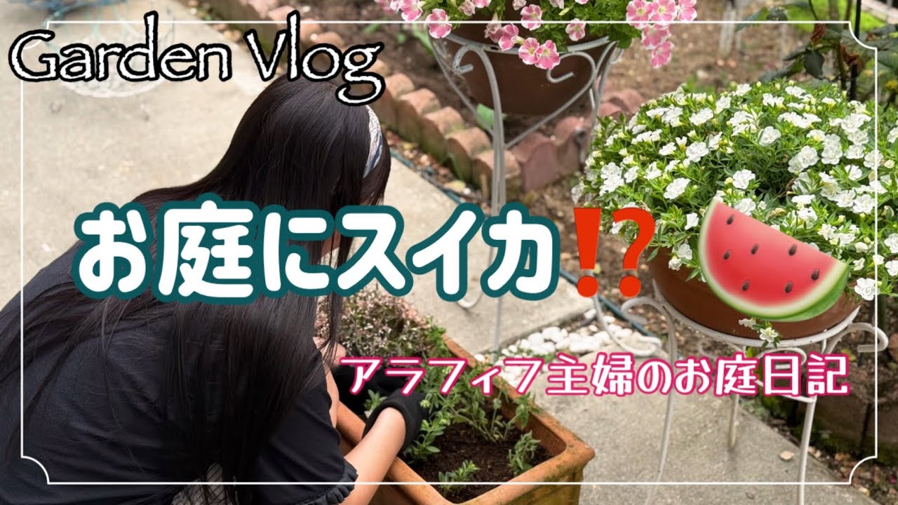 スイカ育つかな？小さな庭の初夏ガーデニングVlog【アラフィフ主婦】