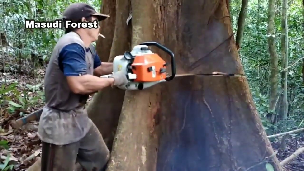 Nebang Kayu Besar Berusia Ratusan Tahun Di Hutan Indonesia Bagian 5