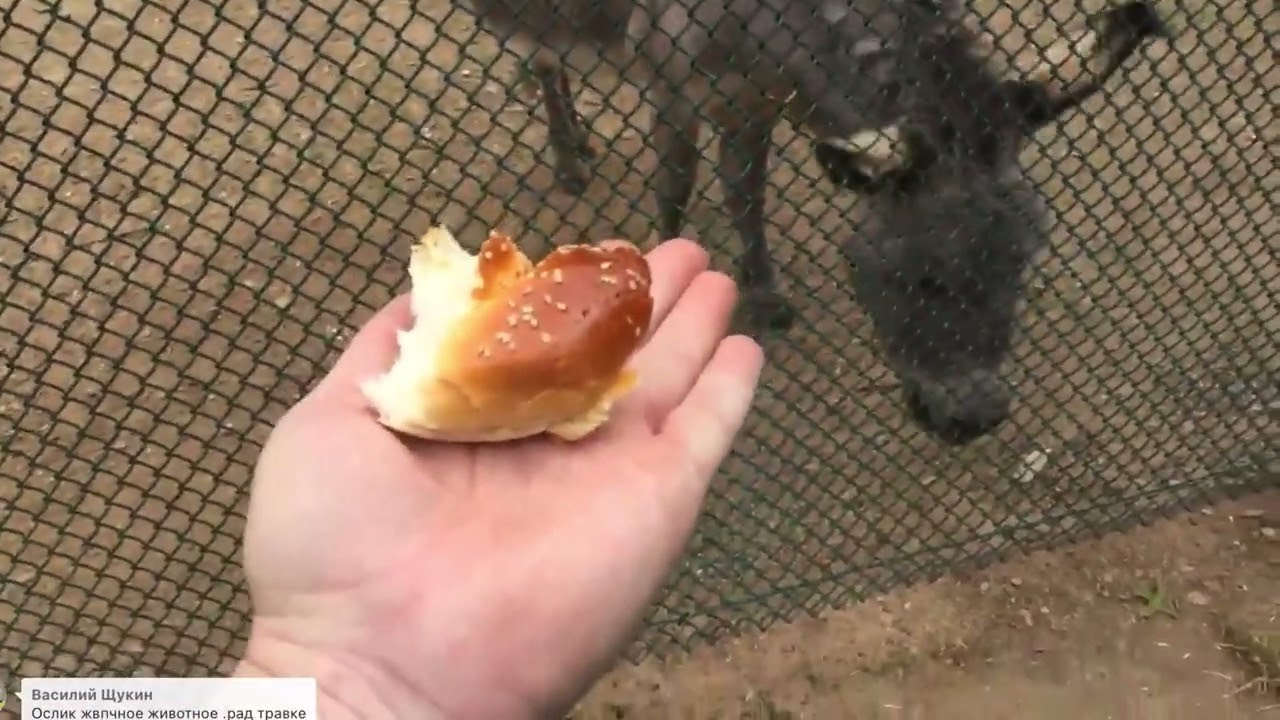 Cupcake donkey Sacramento ослик Кекс