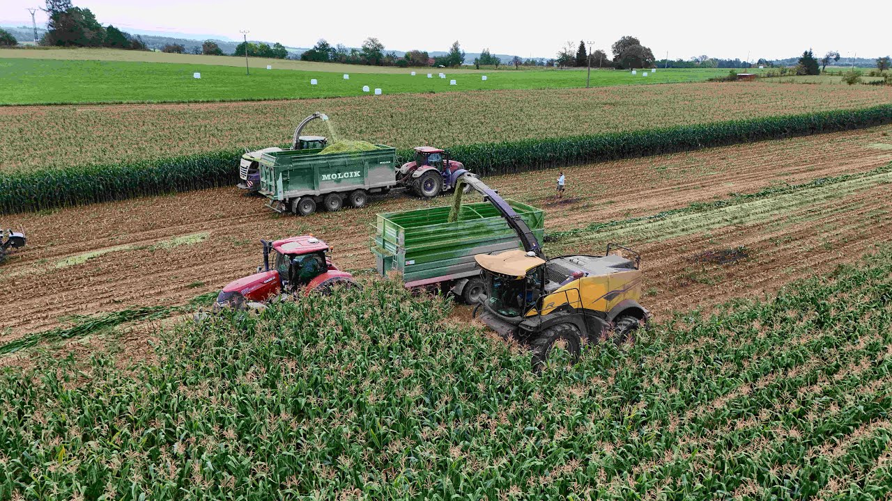 Siláže 2025 | New Holland FR 650 & Claas Jaguar 950 | Podnik Horal Hláska