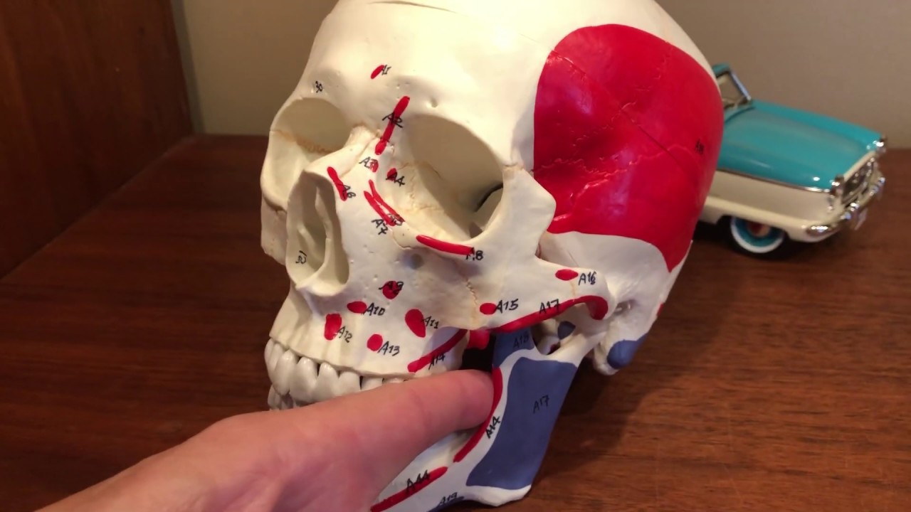 Are techniques for trismus and TMJ mutually exclusive?