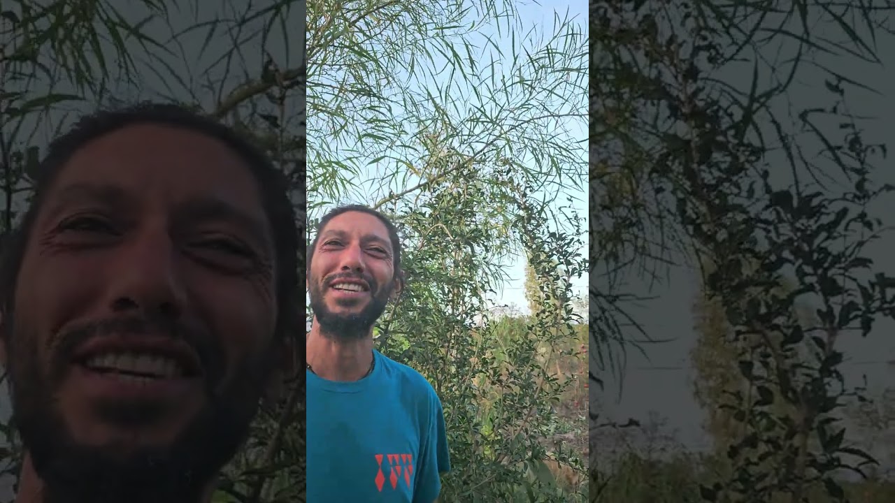 Agroforestazione nell'azienda agricola Inferno Food Forest 1799