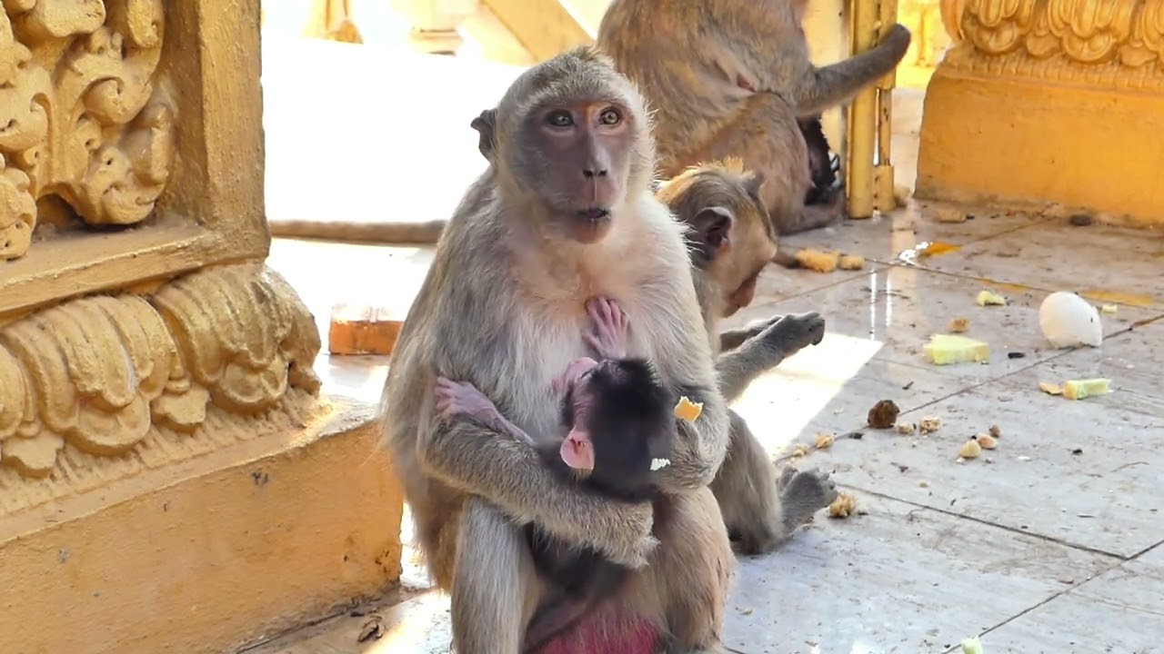Monkey Rani   Monkey Rami Bring Baby Monkey Find Foods