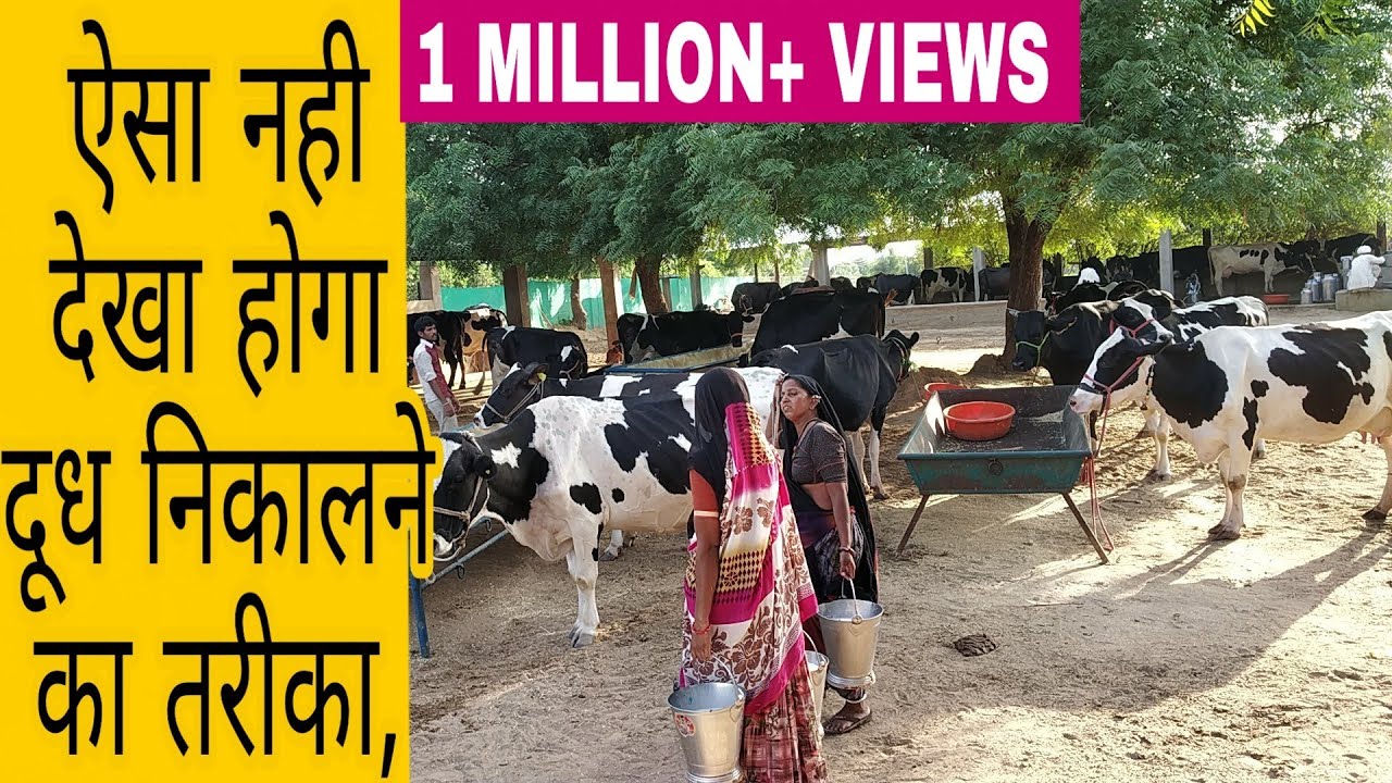 Dinesh Chaudhary Dairy Farm Banaskantha Gujrat India
