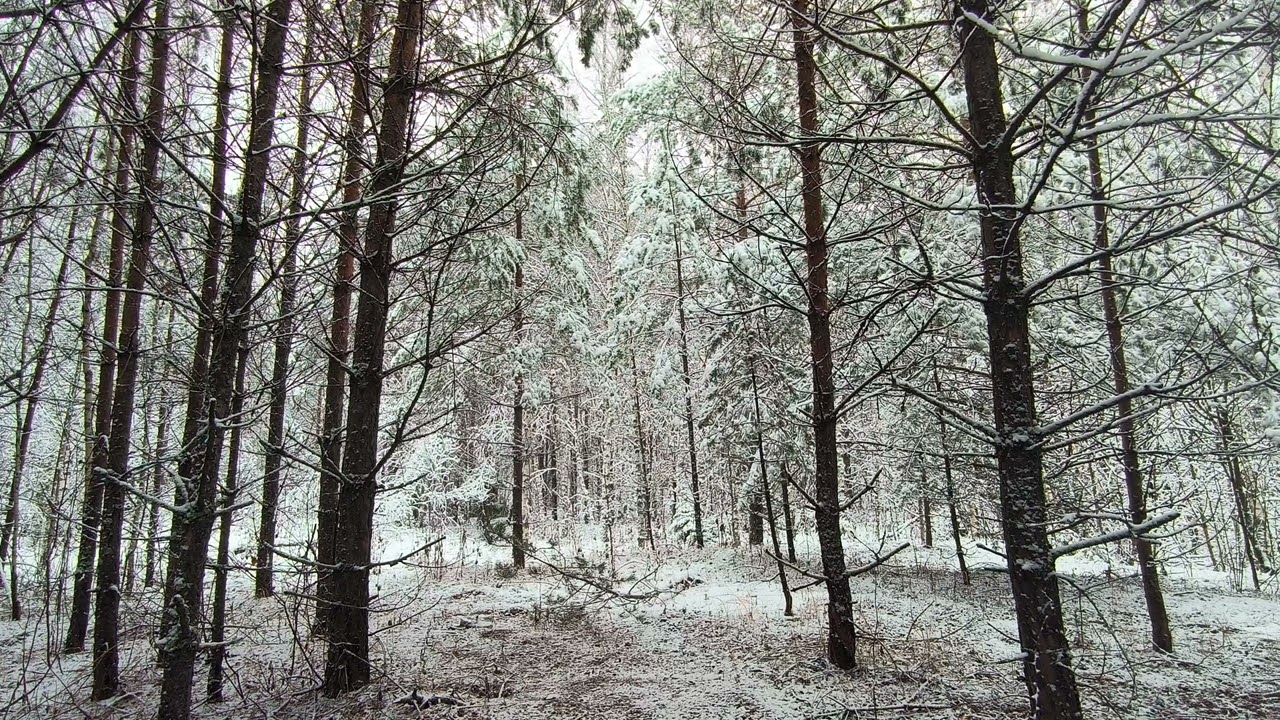 Snowy Forest. pt.23. November 2024