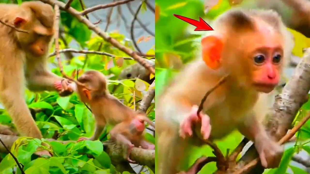 Mother Monkey Holding Baby Monkey's Hand On A Precarious Branch, Making Baby Monkey Almost Fall