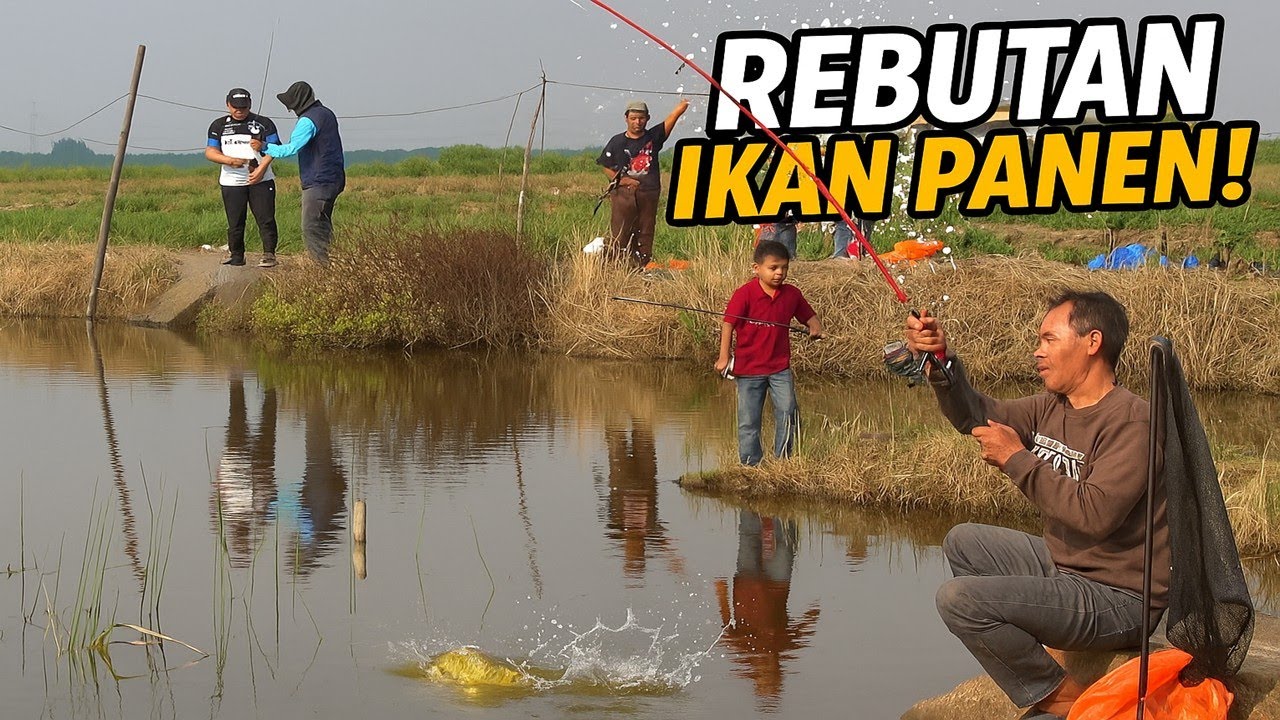 Menghebohkan‼️ Mancing Perdana Bandeng Penuh Canda‼️