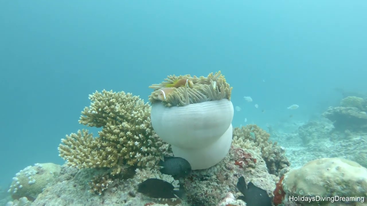 Vilamendhoo 4th Day Diving | Vilamendhoo House Reef | Miyaru Thila