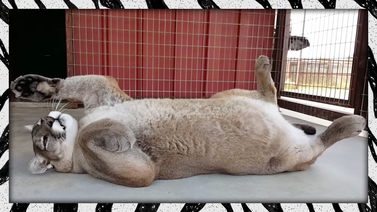 Flirty Tawney | CUTE COUGAR