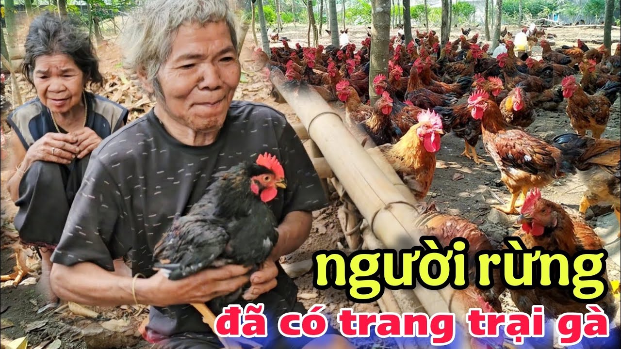 Quá hạnh phúc,Ông BÀ người rừng không thể tin mình sẽ có được đàn gà như trong mơ.