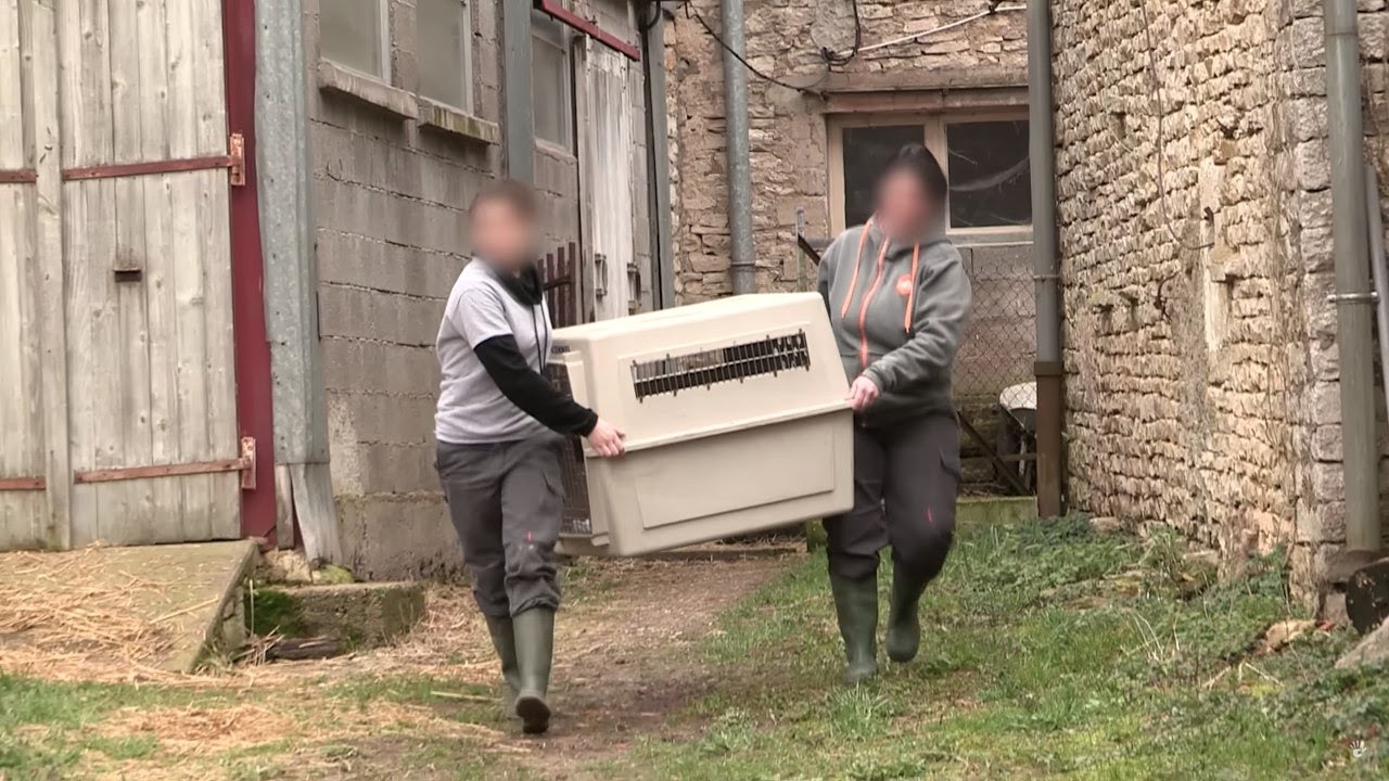 Trafics ill&eacute;gaux : animaux en danger