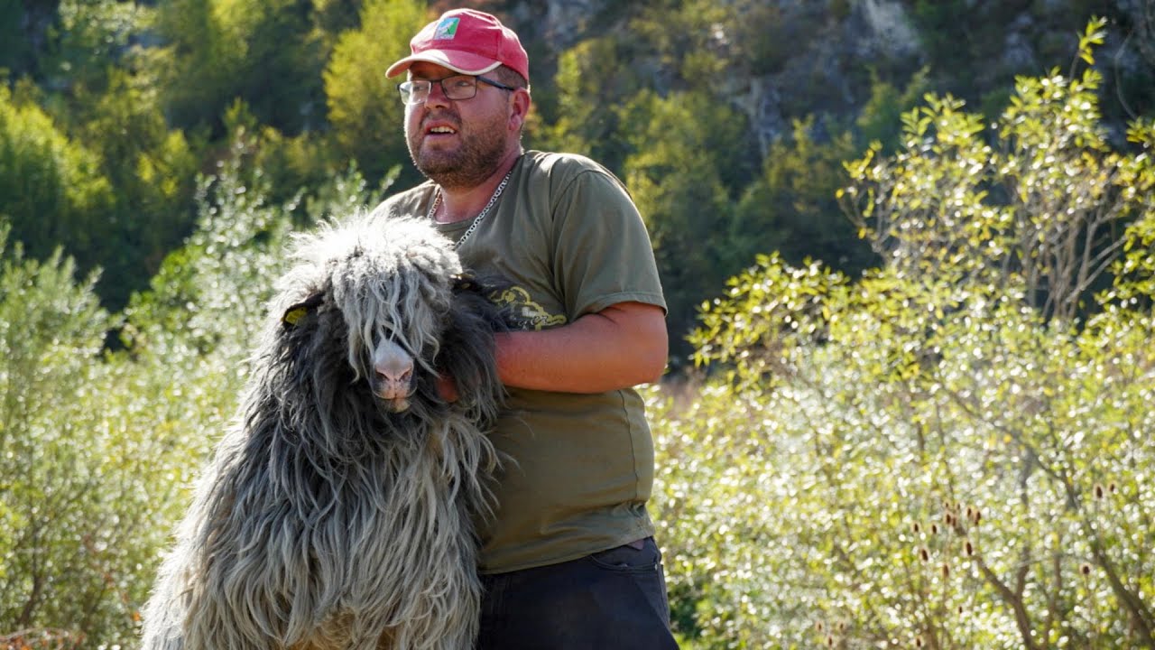 2 VUKA SU MI POTAMANILI 15 ŠILJEGOVA  DUŠA ME BOLI
