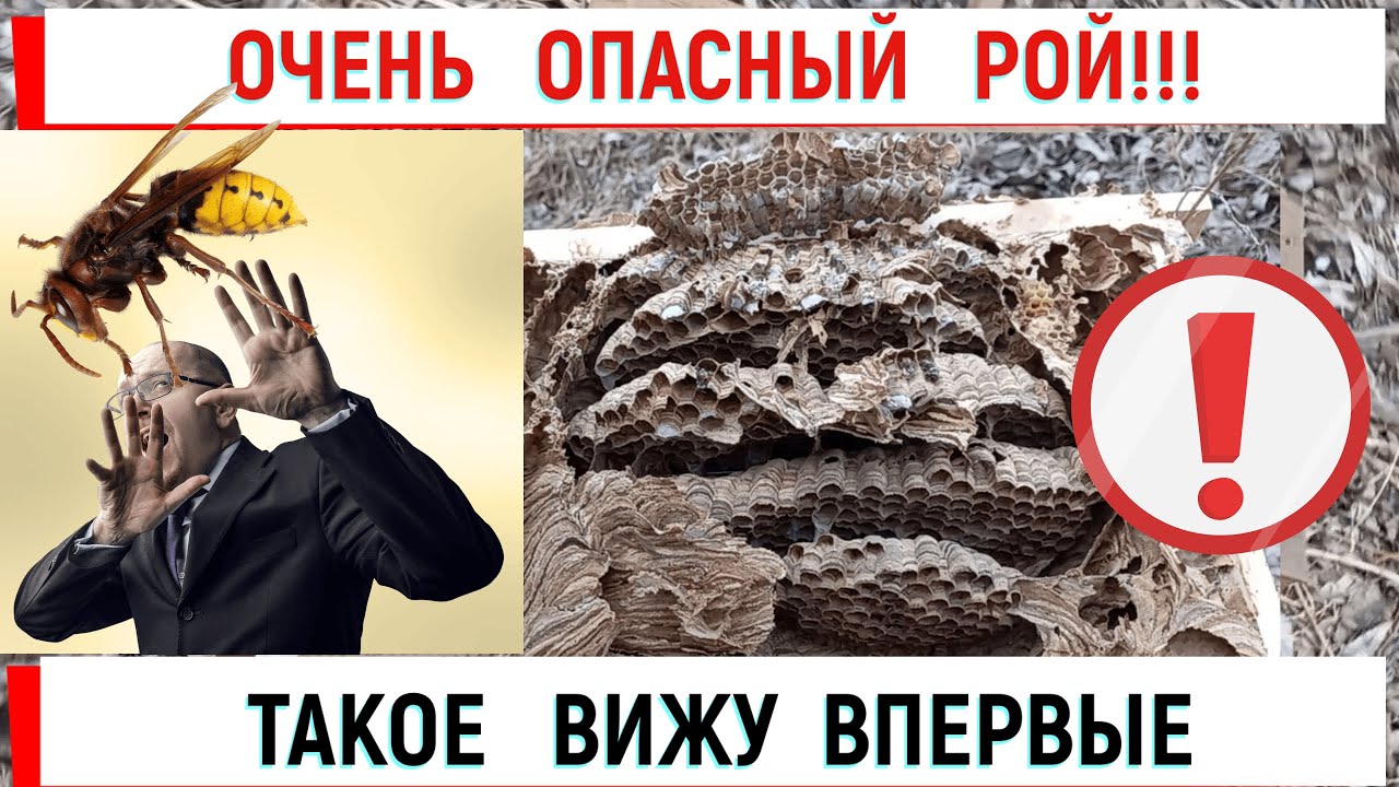Опасно даже для пчеловода! Что это?