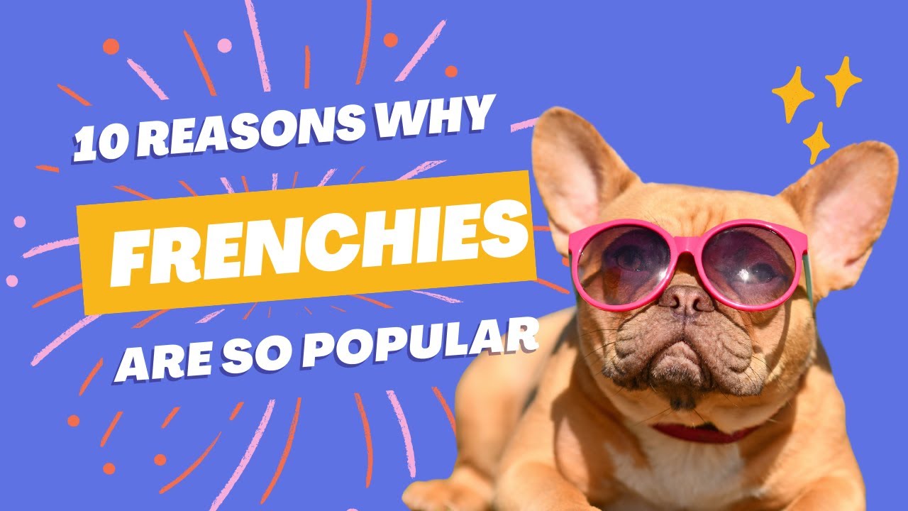 10 Reasons Why French Bulldogs Are So Popular