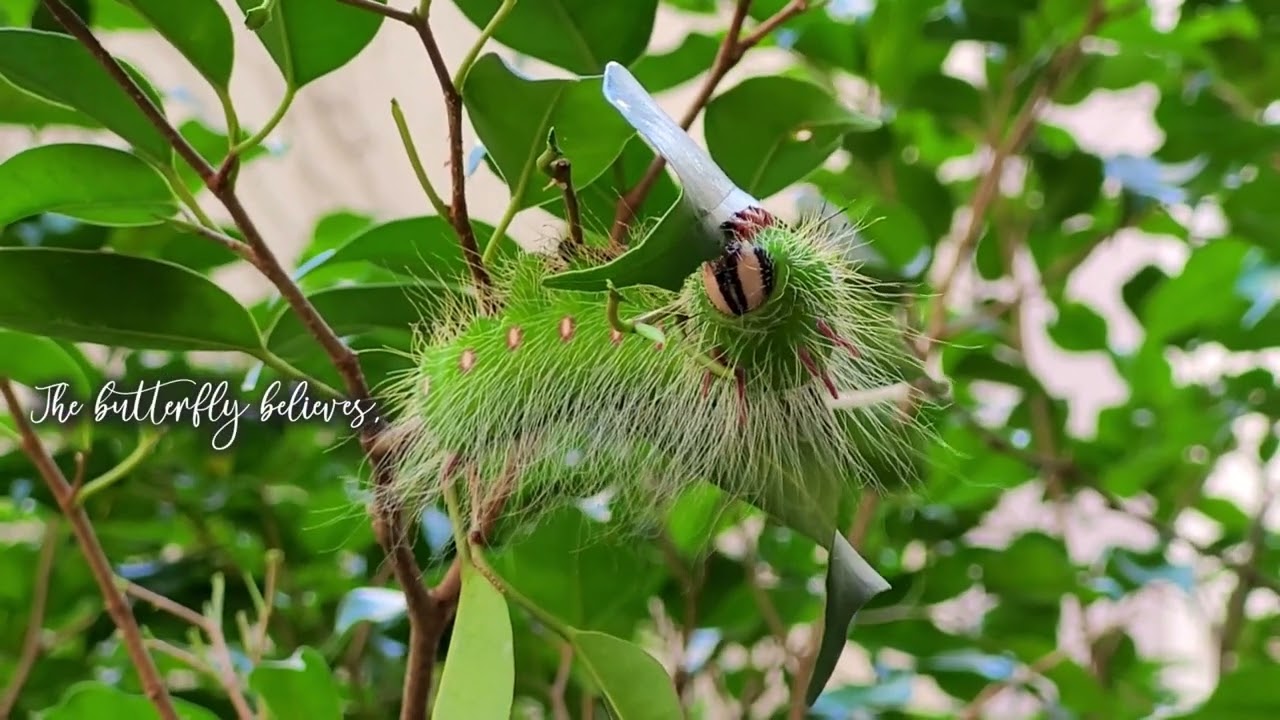 Flor Ansaldo - Butterfly (Official Lyric Video)