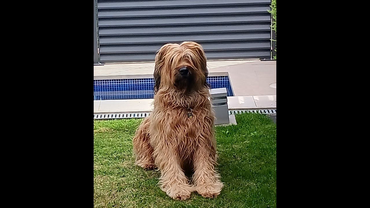 Maxi de los Niegos -  Briard - Pastor de Brie - training 2