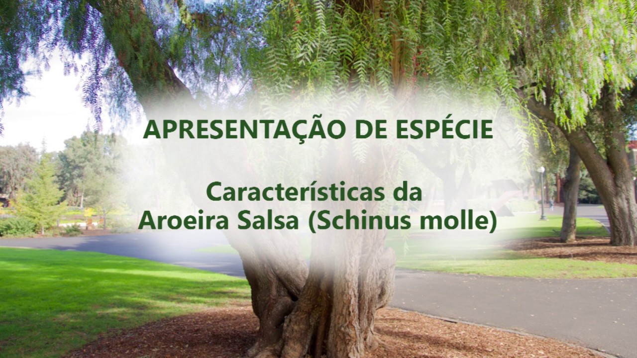APRESENTAÇÃO DE ESPÉCIES - CARACTERÍSTICAS DA AROEIRA SALSA (Schinus molle)