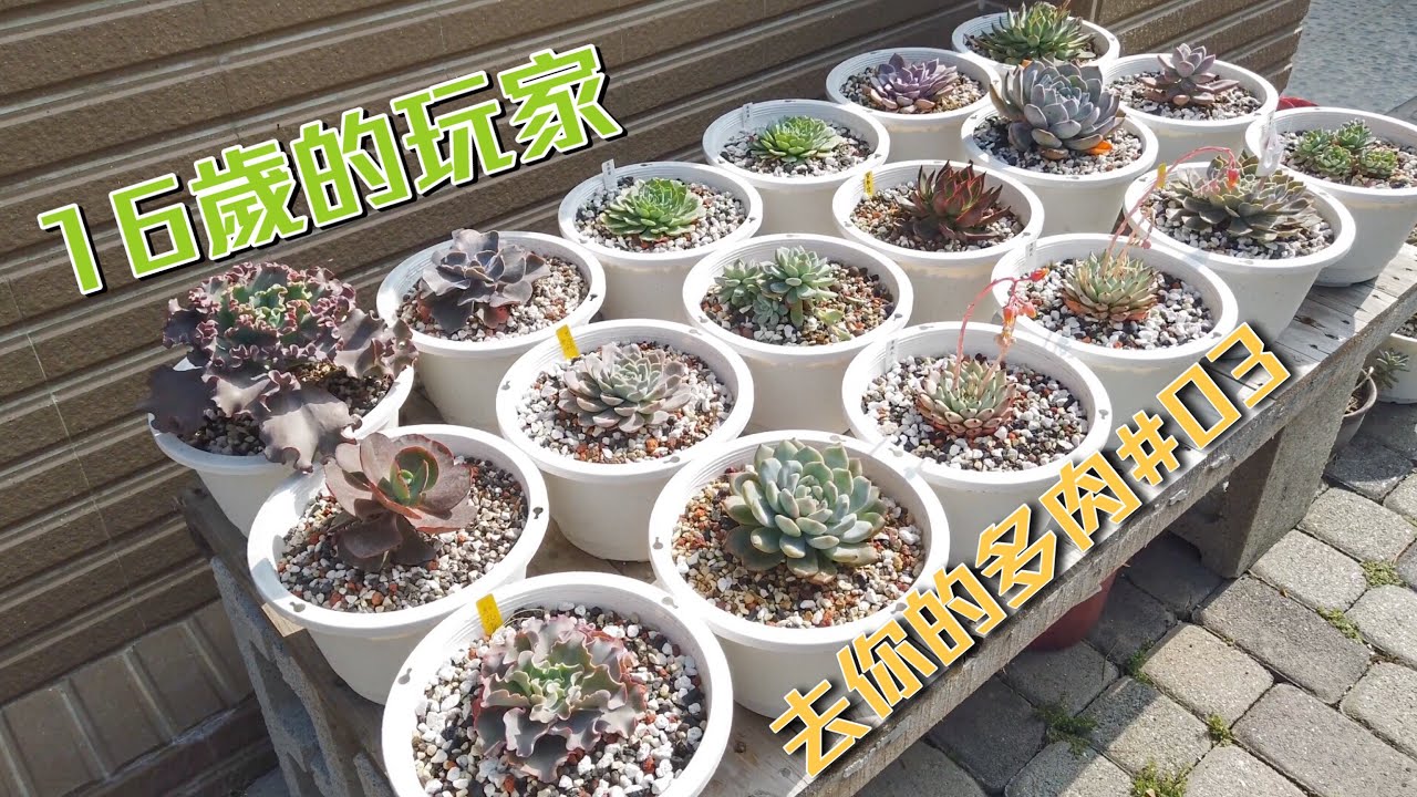 【去你的多肉】#03 16歲的小朋友 種了好多肉visit your succulent garden