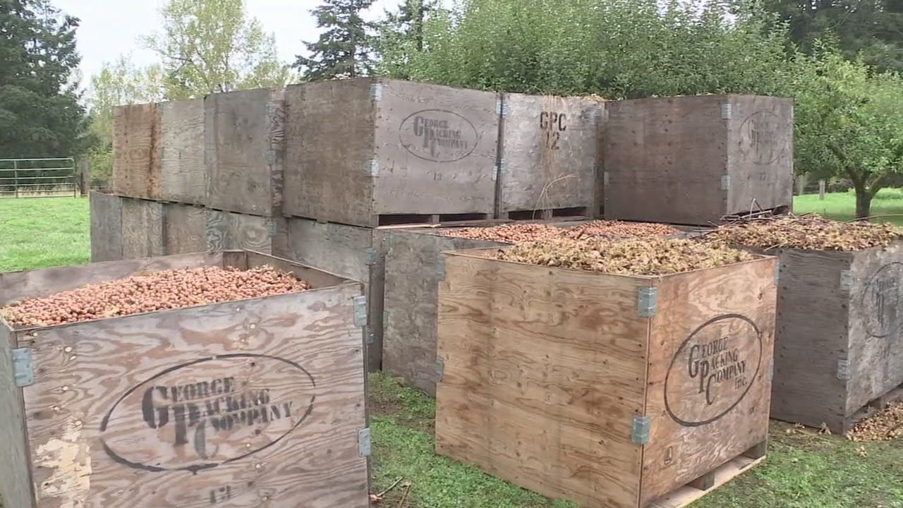 On the Go with Joe for Hazelnut Harvest