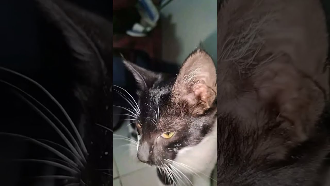 Kittens night routine 