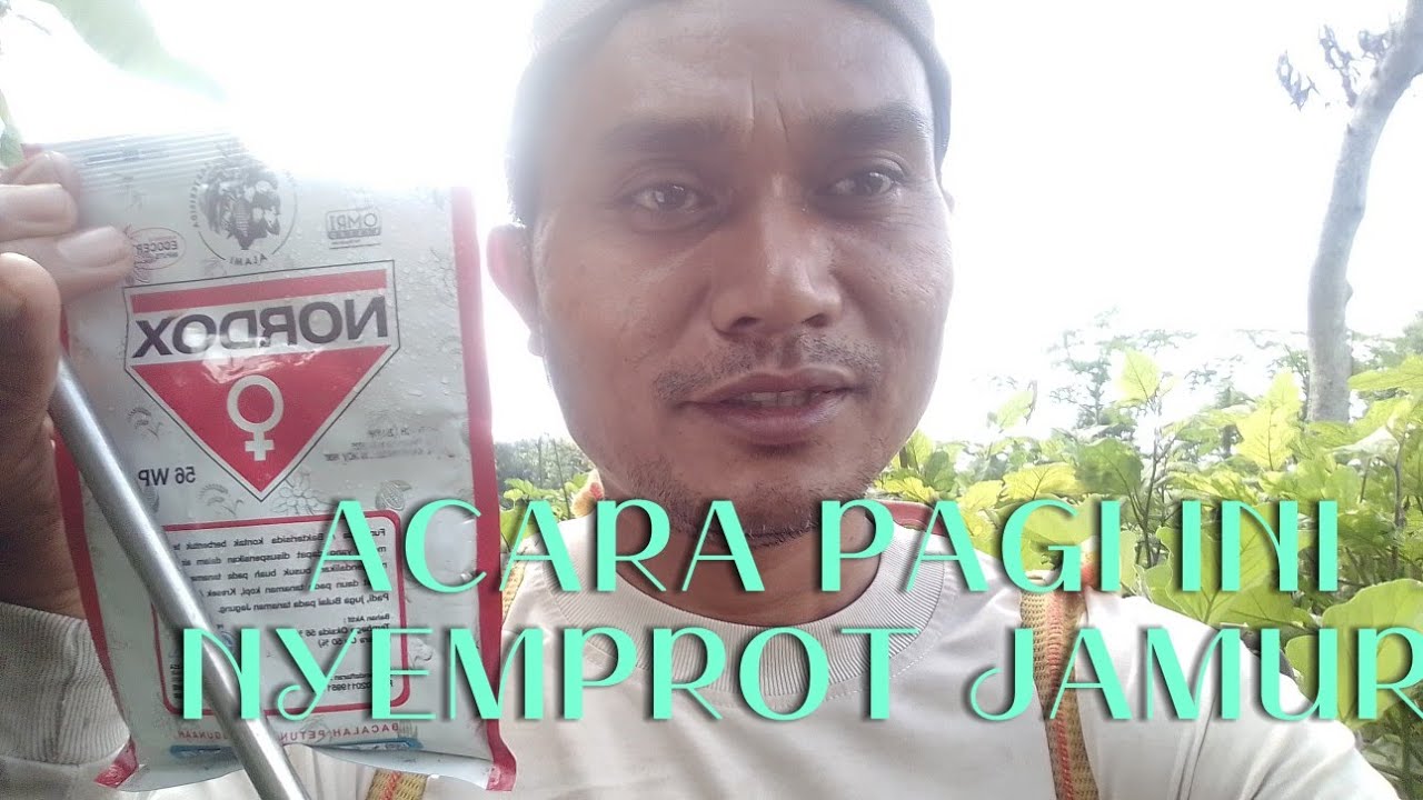 Acara pagi ini, penyemprotan Buah Terong luur...🤗 yang terkena jamur...🍆🍆🍆🍆☘️🌳🌳 #nature 