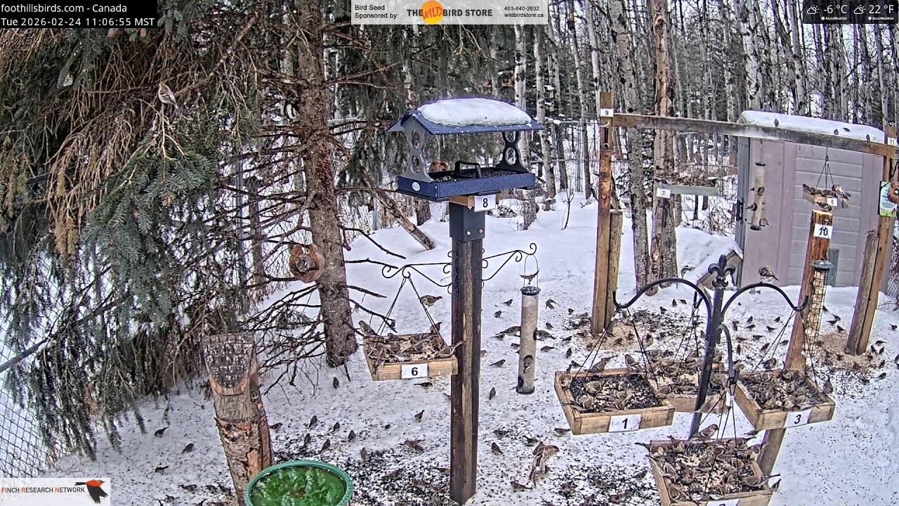 2026-02-24 - Foothills Birds - Live BirdCam [65+ Species]