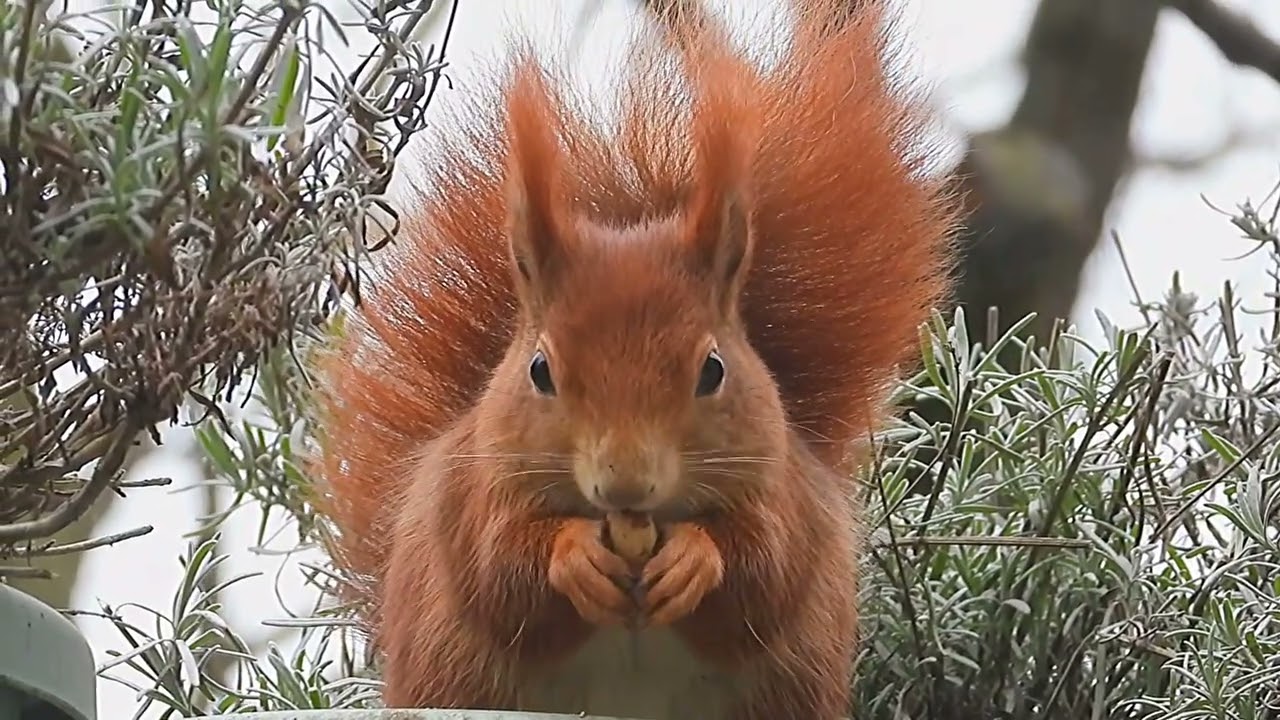 Tagträume🐿️Zeit ins Bistro zu kommen