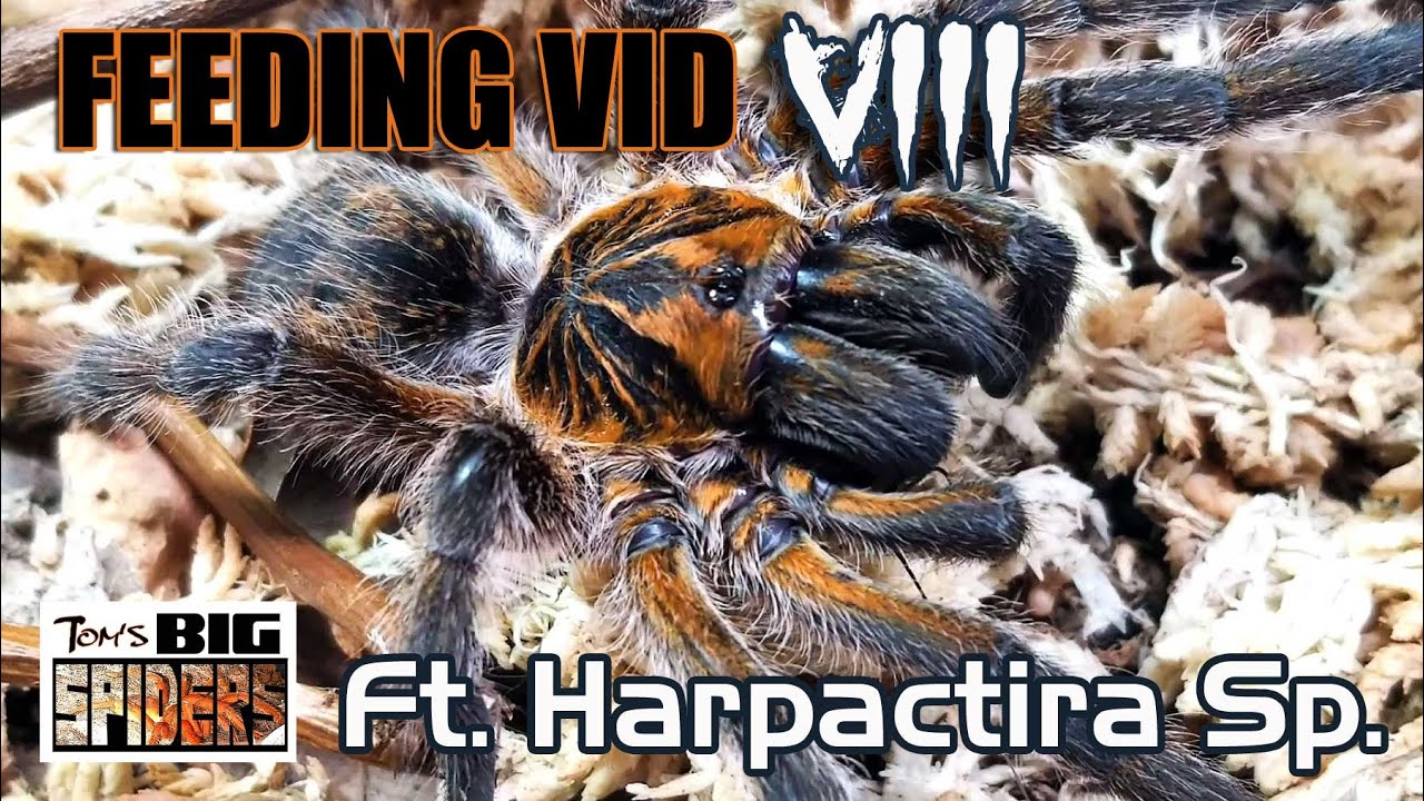 Tarantula Feeding Vid VIII ft.  Harpactira species