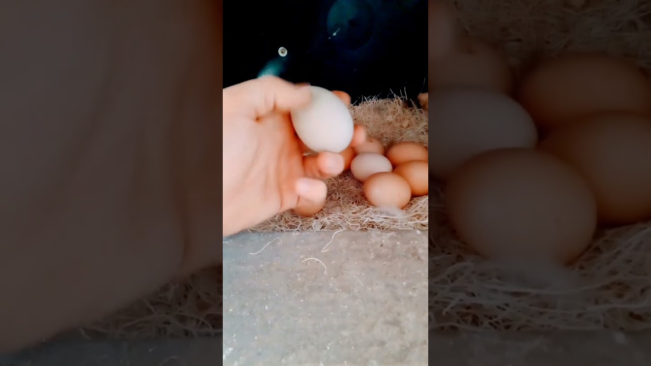 🥚 Massive Egg Haul! Collecting Fresh Farm Eggs from the Coop 🐔