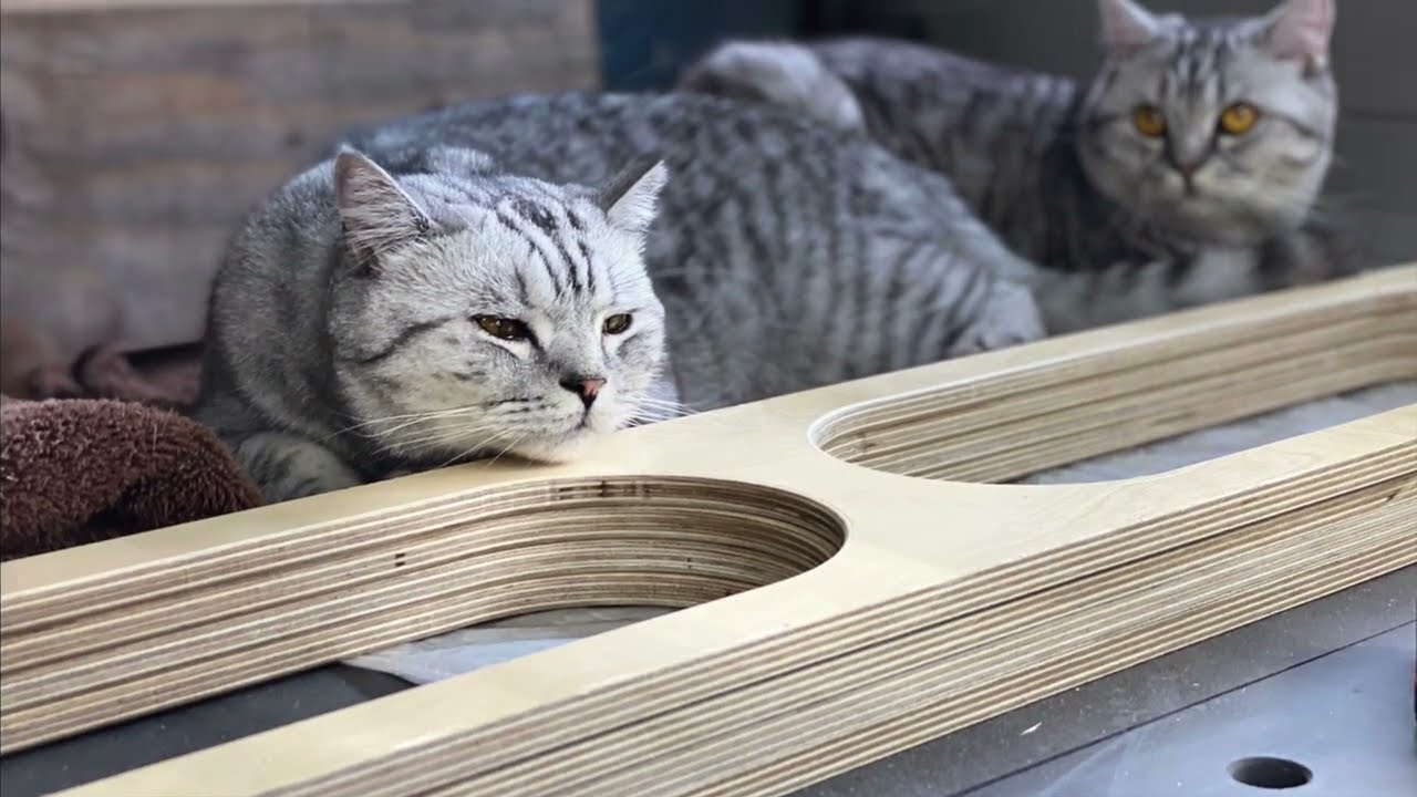 Making BlackMagic | Another Paulk Workbench with Shop Cats