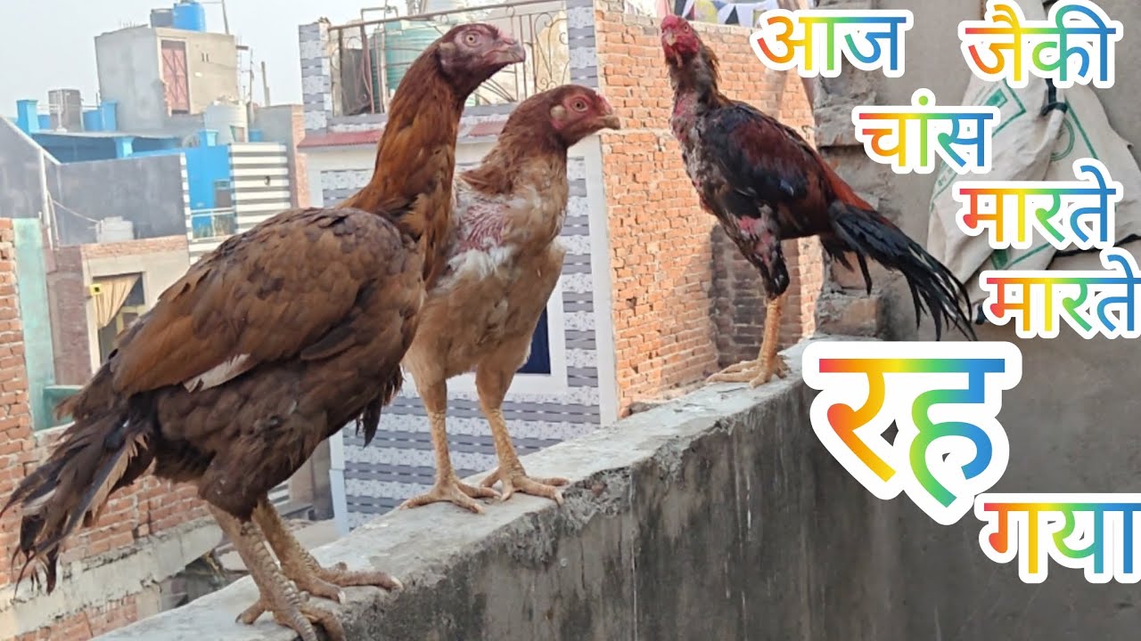 #Jacky Chans Marte Marte Rh Gya # Choti Ke Saath