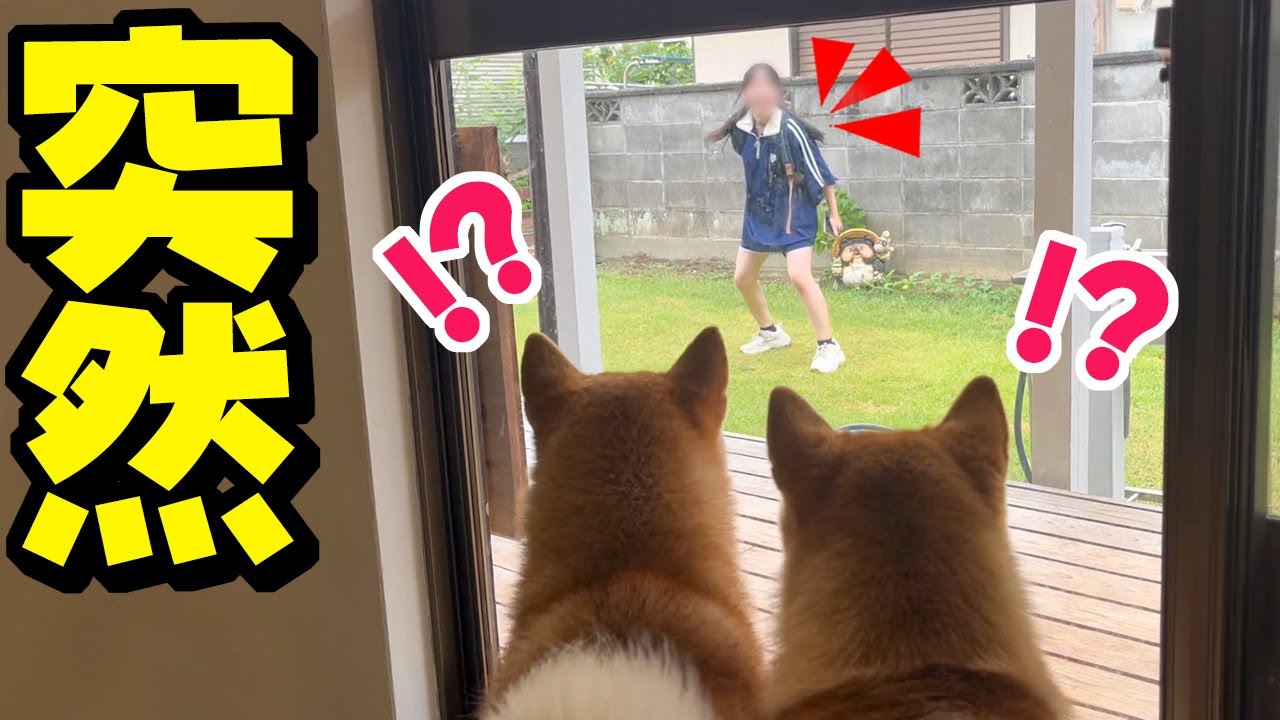 突然、庭に里帰りの娘が現れた時の柴犬の反応がヤバすぎました