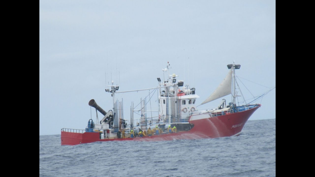 PESCA  DEL ATUN ROJO  TECNICA DE CAÑA CON POLEA