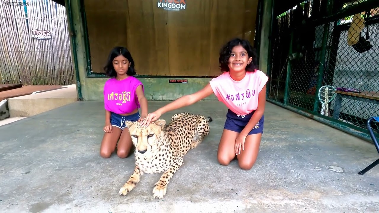 Up Close with a Cheetah 🐆 | Our Wild Day at Tiger Kingdom Phuket! 🇹🇭