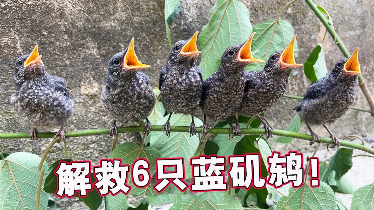解救6只蓝矶鸫的完整过程｜它们的野化放生需要一点时间啊，数量太多了【天下一场梦】