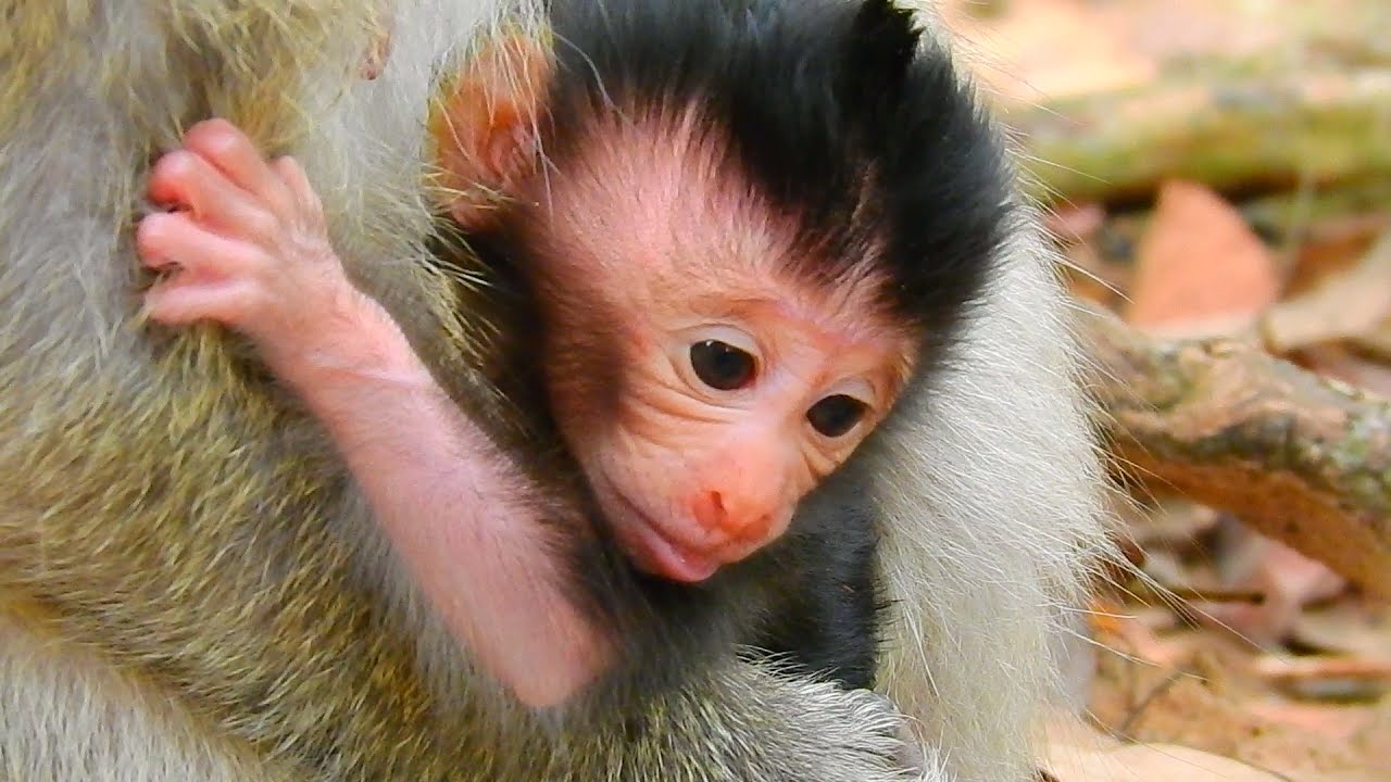 Patty's Newborn Named Patricia|น้องแพตตี้ชื่อแพทริเซีย