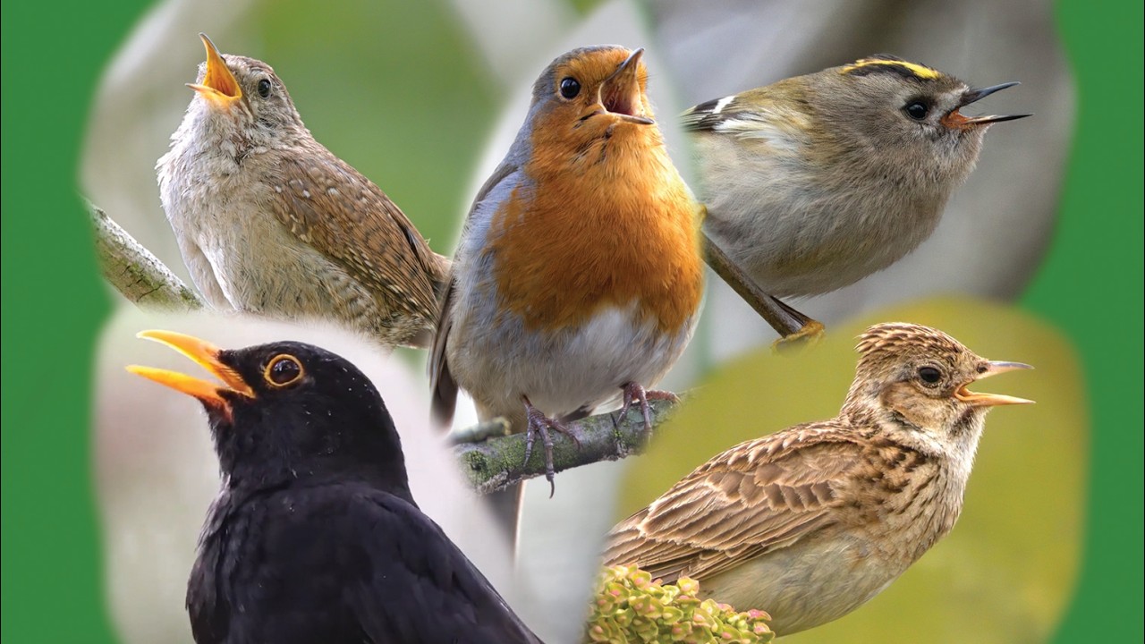 50 Iconic Bird Sounds