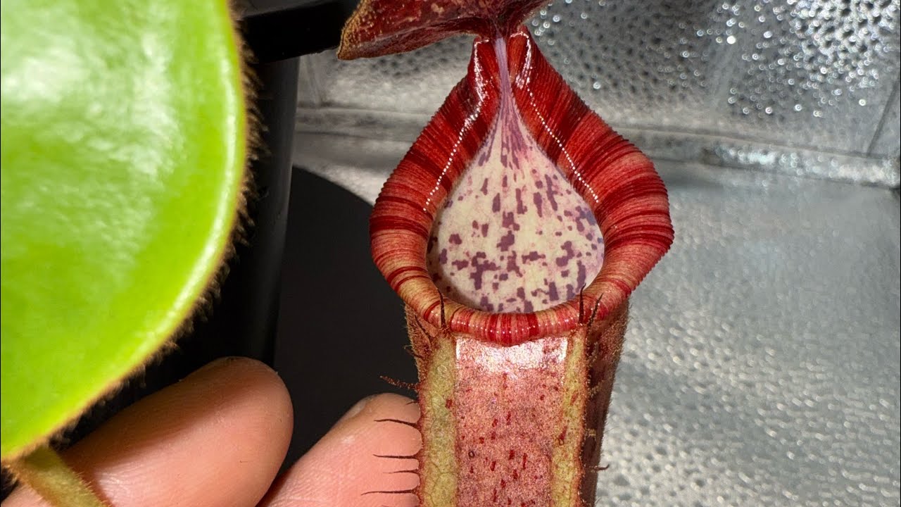 Nepenthes Boschiana x Veitchii Candy dreams
