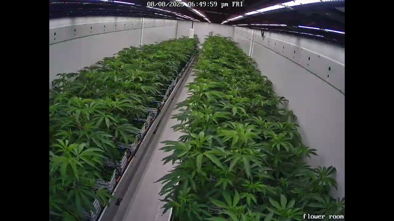 Drop N Grow Medical Cannabis - Time-lapse + Drying