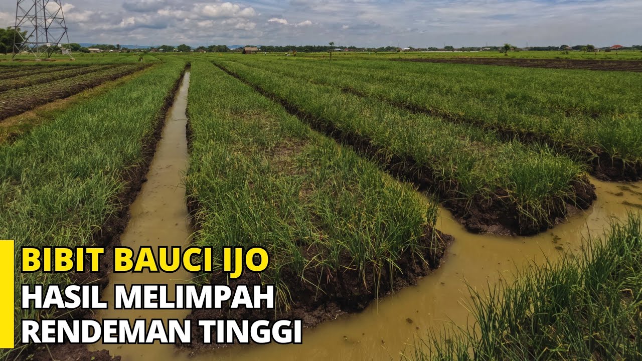 Bibit Bawang Merah Bauci Ijo !!! RENDEMAN TINGGI SEPERTI TAJUK DAN UKURAN SUPER JUMBO