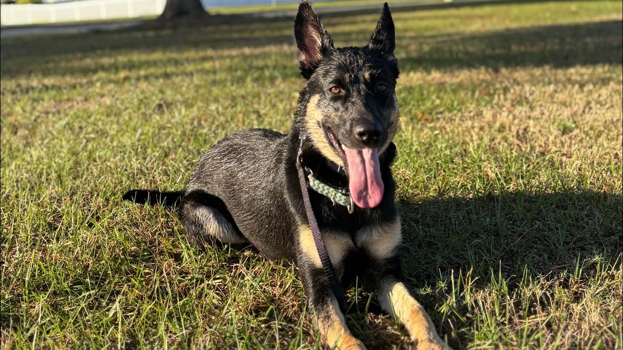 1 Year Old German Shepard | Morgan | 2 Week Board & Train | Tampa FL