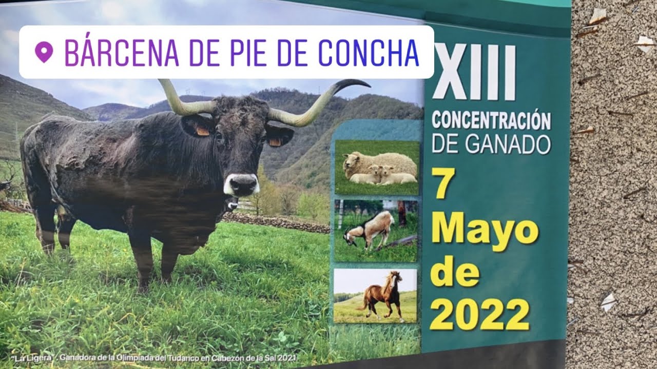 Bárcena de Pie de Concha (Cantabria): Feria de Ganado 2022 🐂🐃