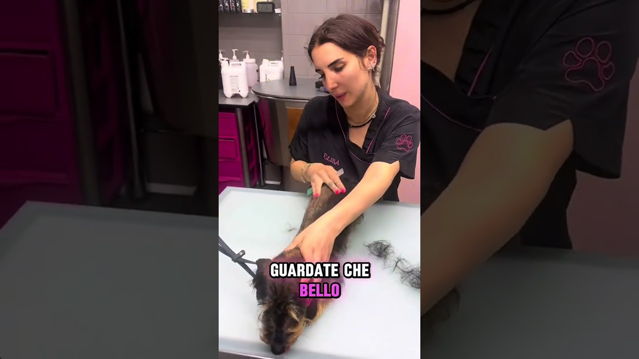 Toelettatura cane: Bassotto - Stripping 🩷🐶 #lovelypetboutique🐾 #ziaely🐾 #dogs #dog #groomer